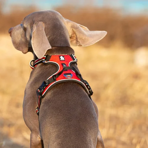 Truelove Pet Reflective Nylon Dog Harness No Pull Adjustable Naughty Dog Vest Safety Lead Walking andRunning